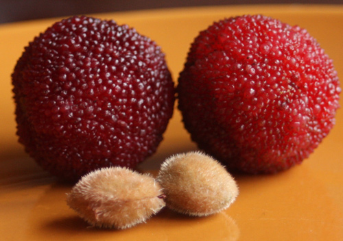 Thanh mai trồng chậu tự lớn, chẳng cần chăm - 4