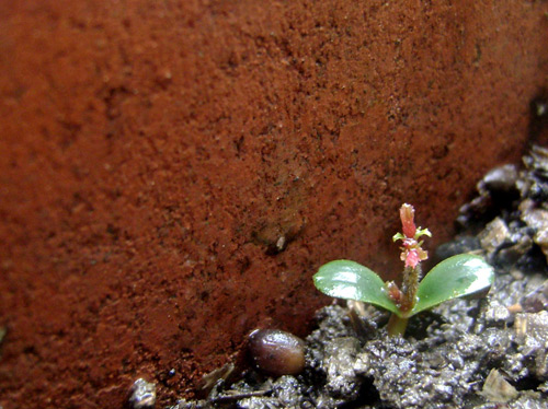 Thanh mai trồng chậu tự lớn, chẳng cần chăm - 6