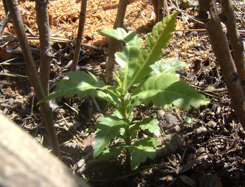 Thanh mai trồng chậu tự lớn, chẳng cần chăm - 8