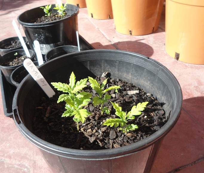 Thanh mai trồng chậu tự lớn, chẳng cần chăm - 7