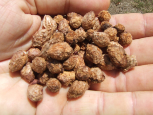 Thanh mai trồng chậu tự lớn, chẳng cần chăm - 5