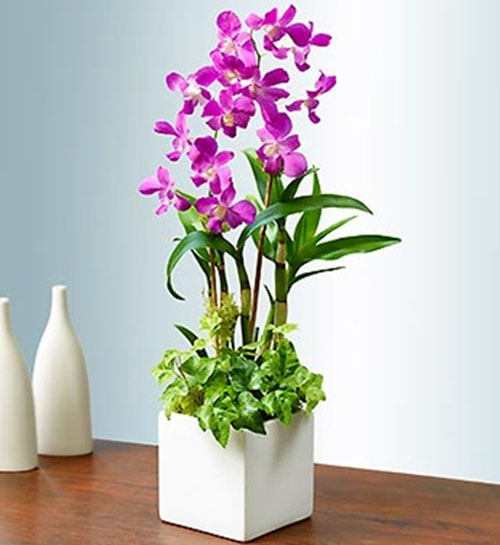 6 loài hoa đẹp thích hợp trồng ngày hè - 1