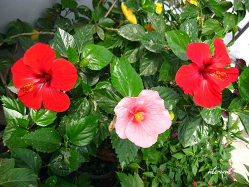 6 loài hoa đẹp thích hợp trồng ngày hè - 3