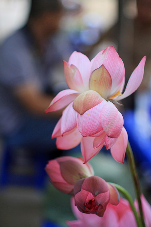 Quý hiếm những bông sen Tịnh Đế - 3