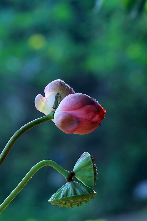 Quý hiếm những bông sen Tịnh Đế - 8