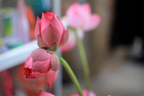 Quý hiếm những bông sen Tịnh Đế - 10