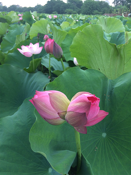 Quý hiếm những bông sen Tịnh Đế - 2