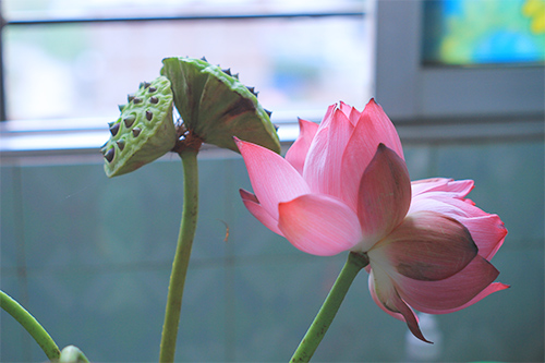 Quý hiếm những bông sen Tịnh Đế - 5