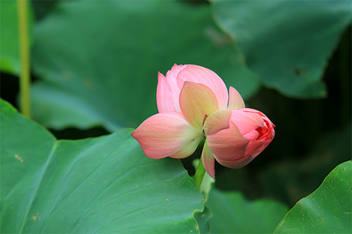 Quý hiếm những bông sen Tịnh Đế - 6