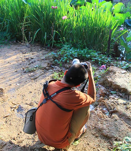 Quý hiếm những bông sen Tịnh Đế - 7