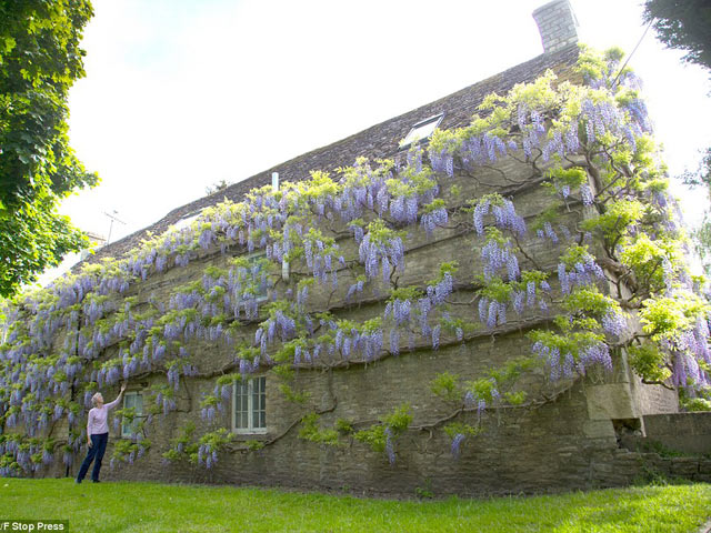 Ngất ngây nhà của cặp vợ chồng già phủ kín hoa tử đằng