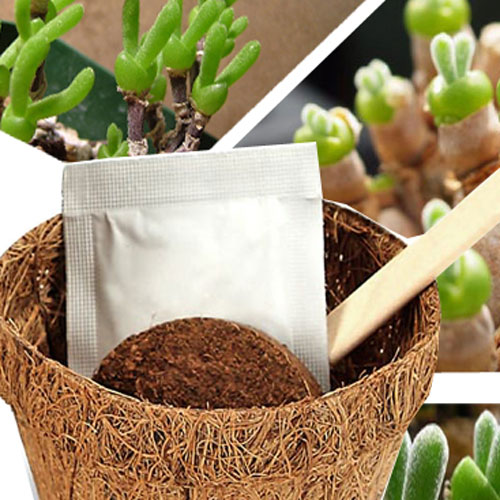 Giới trẻ sốt sắng săn cây tai thỏ - 3