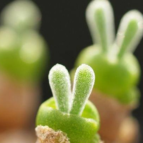 Giới trẻ sốt sắng săn cây tai thỏ - 1