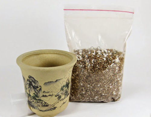 Giới trẻ sốt sắng săn cây tai thỏ - 4