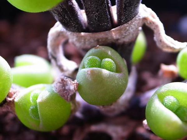 Giới trẻ sốt sắng săn cây tai thỏ - 2