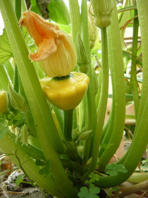 Một tháng trồng bí đĩa bay ngon mắt, sướng miệng - 6
