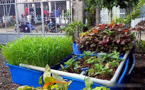 TP.HCM: Trồng rau sạch tại nhà từ rau thừa, phân cá - 1