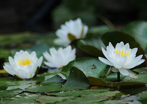 Hoa súng Thái nhiều màu lên ngôi mùa hè này - 1