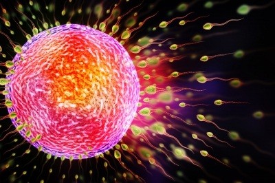 Sóng WiFi giết chết tinh trùng, ngăn cản trứng thụ thai - 2