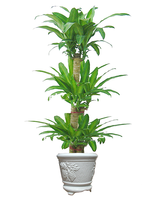 Chọn cây cảnh hợp mệnh sinh tiền, tài, lộc - 11
