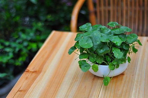 Chọn cây cảnh hợp mệnh sinh tiền, tài, lộc - 6