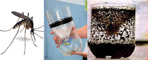 Các bí kíp tránh muỗi đốt đơn giản, tự nhiên, an toàn - 2