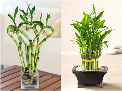 Chọn cây cảnh hợp mệnh sinh tiền, tài, lộc - 4