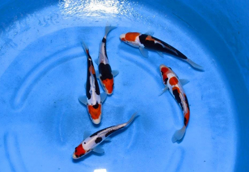 Cá chép Koi nhả ngọc phun châu, tiền vô như nước - 2