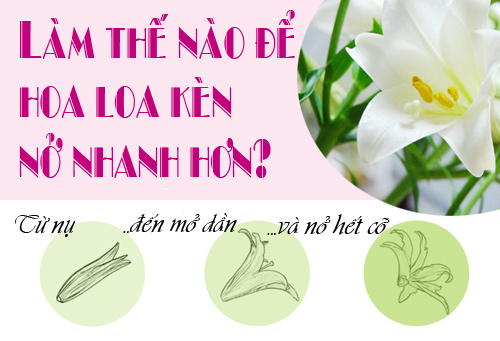 Mẹo kích hoa loa kèn nở căng, tươi lâu - 1