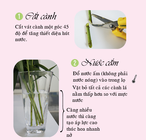 Mẹo kích hoa loa kèn nở căng, tươi lâu - 2