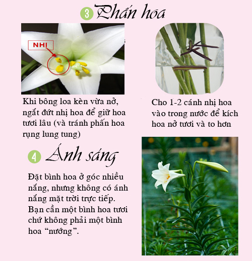 Mẹo kích hoa loa kèn nở căng, tươi lâu - 3