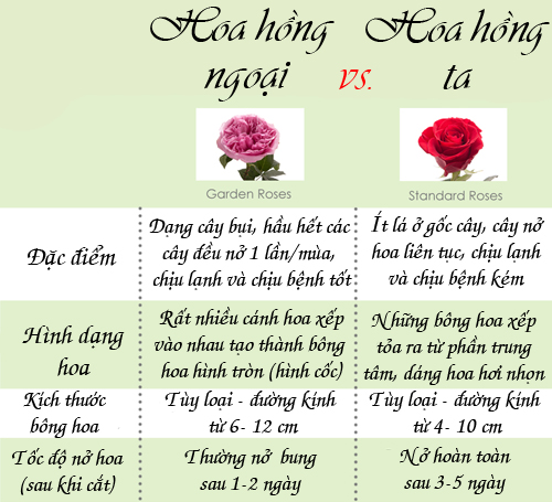 Nên trồng hoa hồng ta hay hoa hồng ngoại tại nhà? - 5