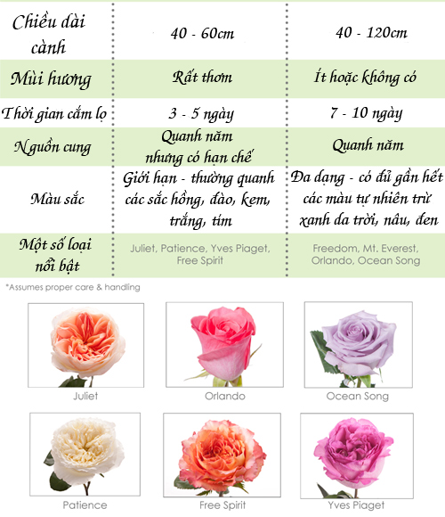 Nên trồng hoa hồng ta hay hoa hồng ngoại tại nhà? - 6