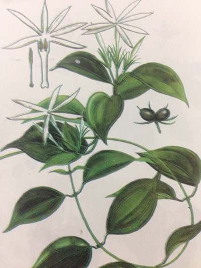 Ham uống chè vằng sau sinh: Coi chừng mất sữa! - 3