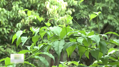 Ham uống chè vằng sau sinh: Coi chừng mất sữa! - 5