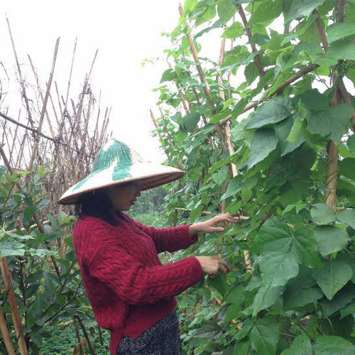 #039;Tiểu thư#039; giàu có bỏ Singapore về Việt Nam bán rau sạch vì bố bị bệnh - 3