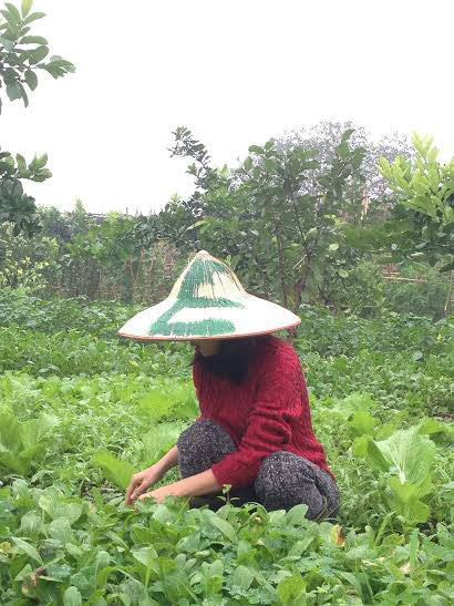 #039;Tiểu thư#039; giàu có bỏ Singapore về Việt Nam bán rau sạch vì bố bị bệnh - 4