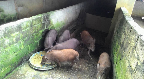 #039;Tiểu thư#039; giàu có bỏ Singapore về Việt Nam bán rau sạch vì bố bị bệnh - 5