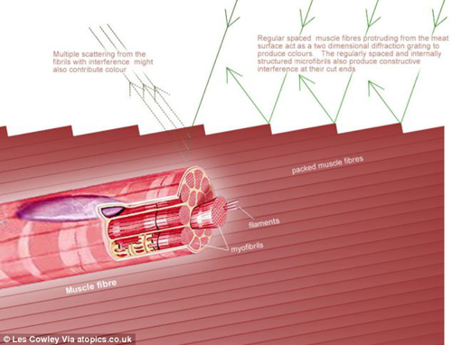 Lí giải nguyên nhân thịt bò lại ánh lên màu 7 sắc cầu vồng - 4