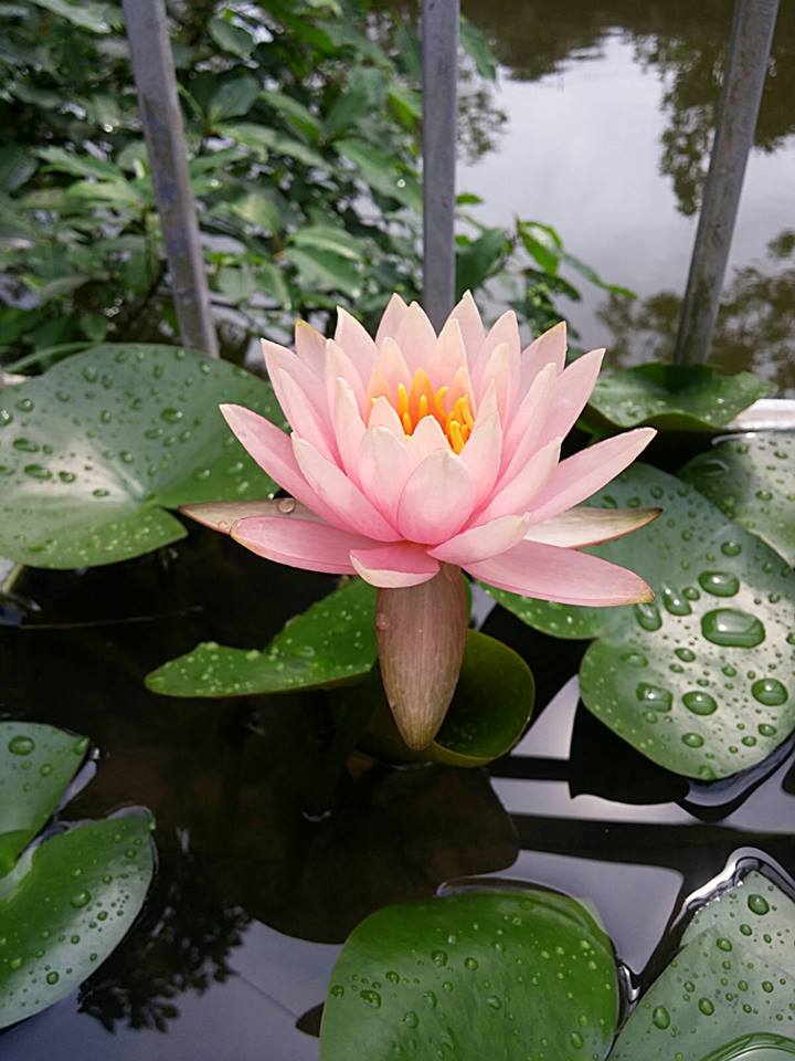 Trồng sen trong chậu: Không khó như ta tưởng - 9