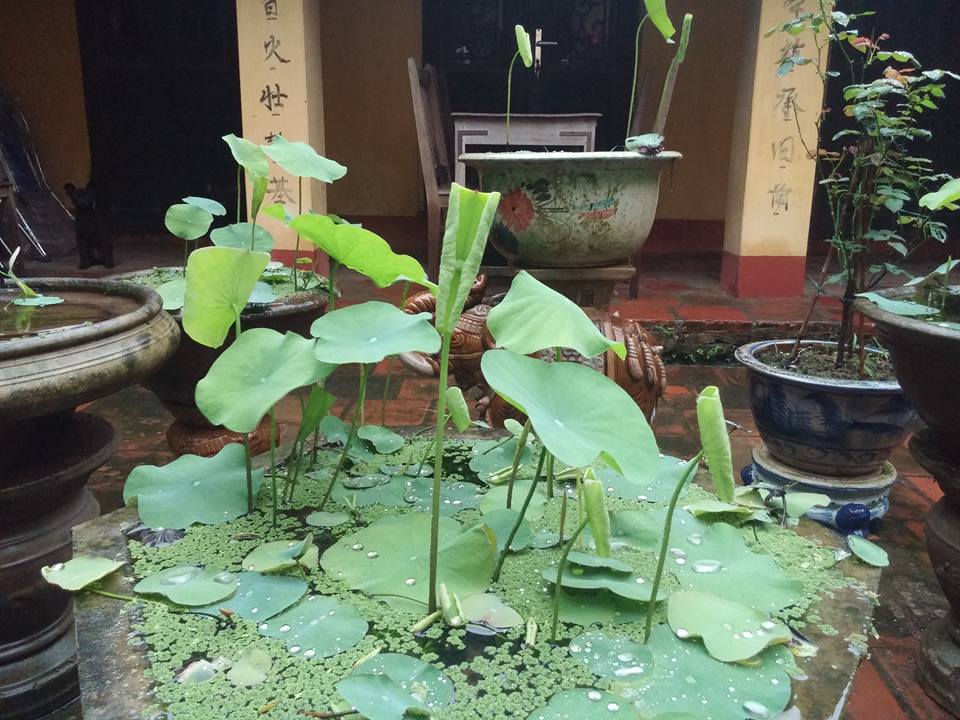 Trồng sen trong chậu: Không khó như ta tưởng - 3