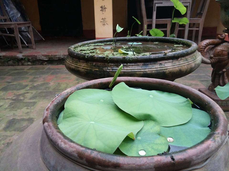 Trồng sen trong chậu: Không khó như ta tưởng - 4