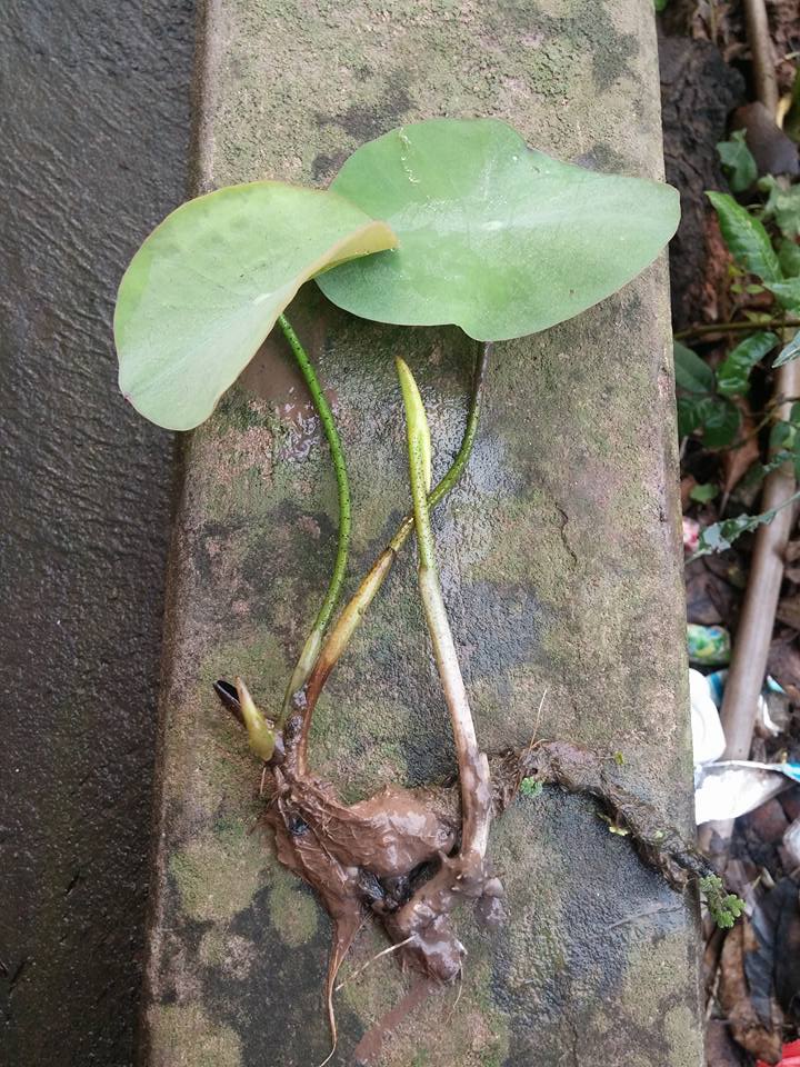 Trồng sen trong chậu: Không khó như ta tưởng - 1