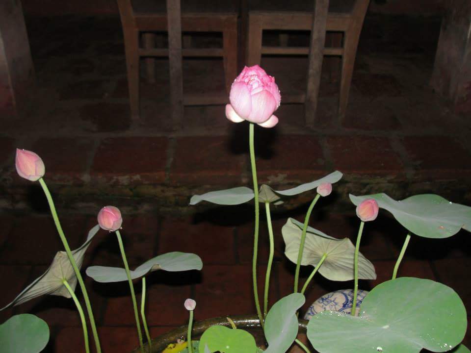 Trồng sen trong chậu: Không khó như ta tưởng - 5