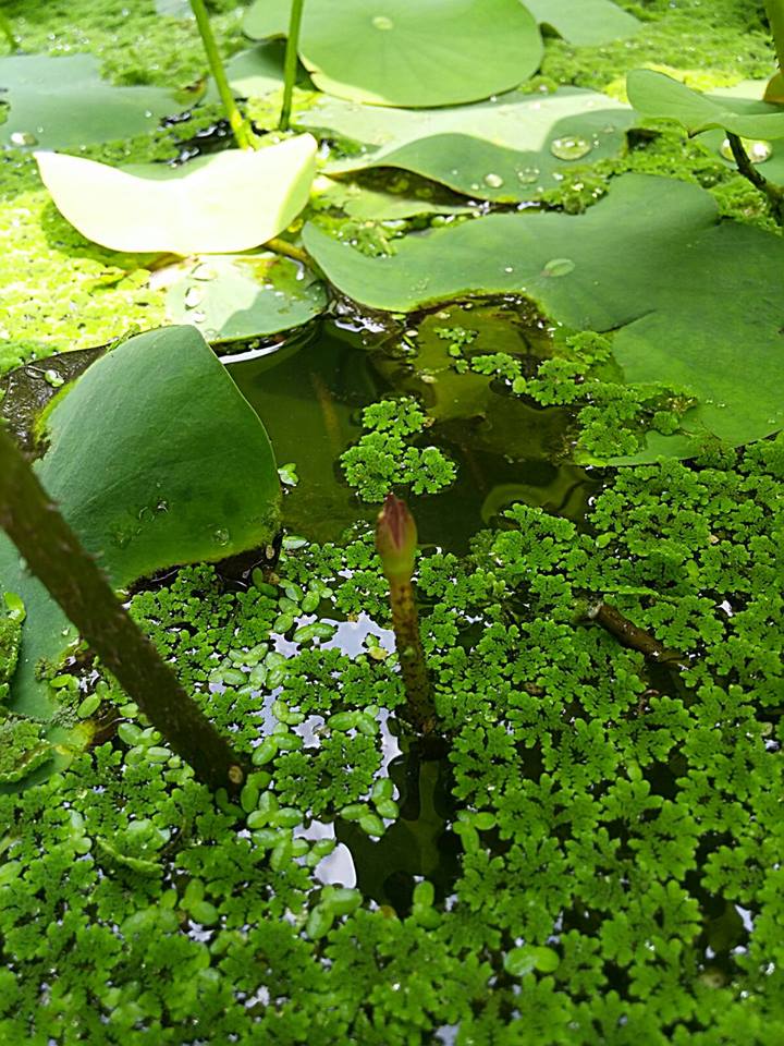 Trồng sen trong chậu: Không khó như ta tưởng - 8