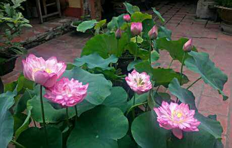 Trồng sen trong chậu: Không khó như ta tưởng - 7