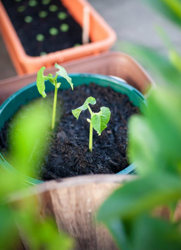 5 loại rau quả nên bắt tay trồng quot;ngay và luônquot; tháng 5, 6 này - 4