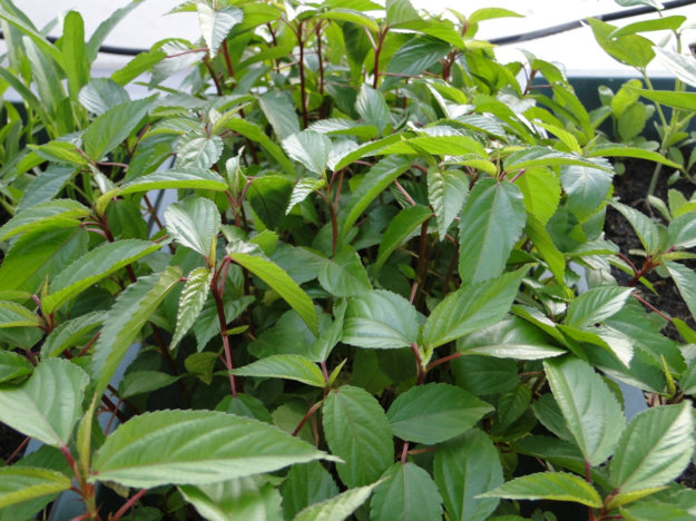 5 loại rau quả nên bắt tay trồng quot;ngay và luônquot; tháng 5, 6 này - 5