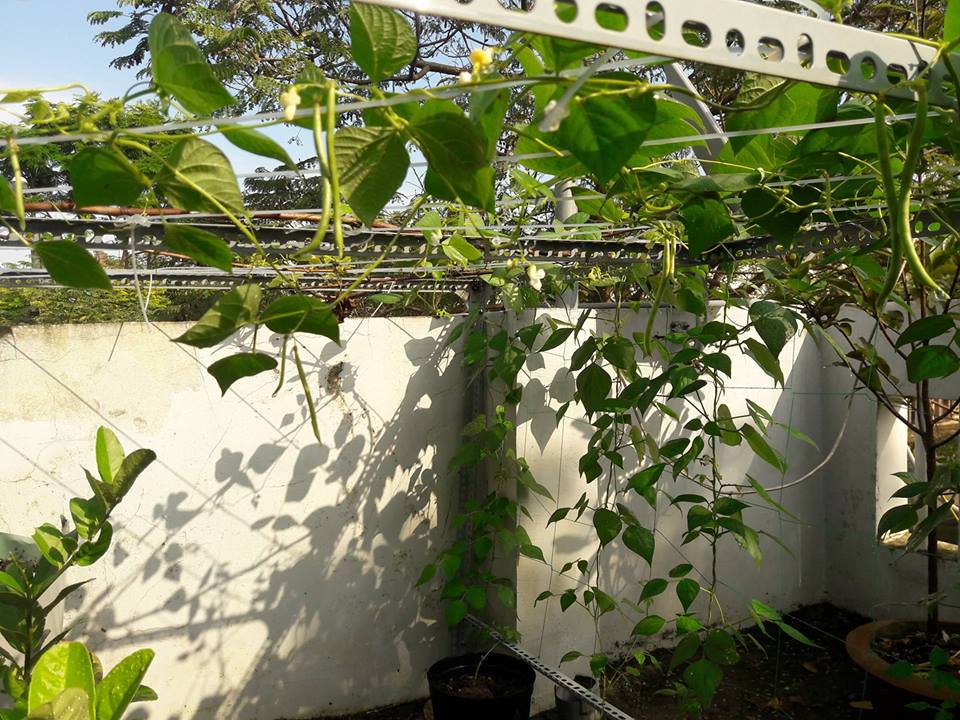 Lại quot;đốn timquot; vì vườn quả trên sân thượng của ông bố trẻ Đà Nẵng - 1