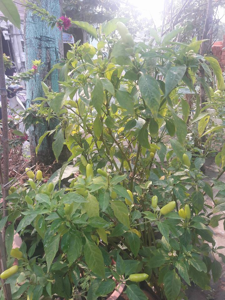 Lại quot;đốn timquot; vì vườn quả trên sân thượng của ông bố trẻ Đà Nẵng - 3